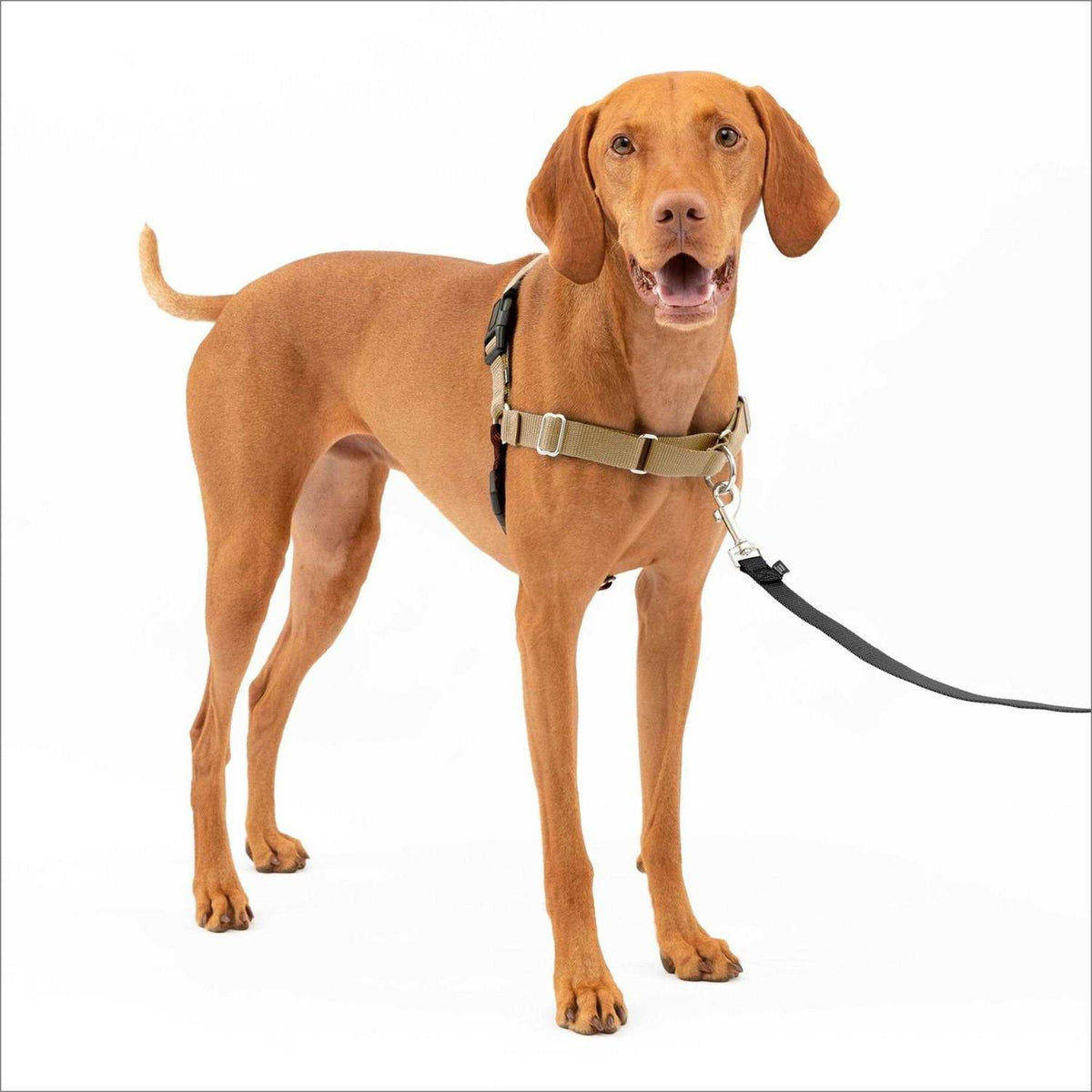 Dog Harness G671455
