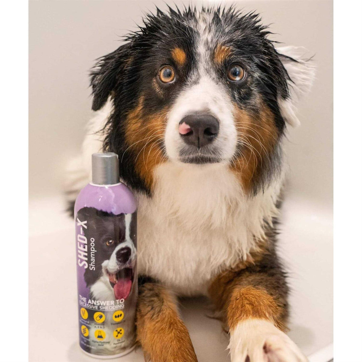 Shed Control Shampoo for Dogs K71468