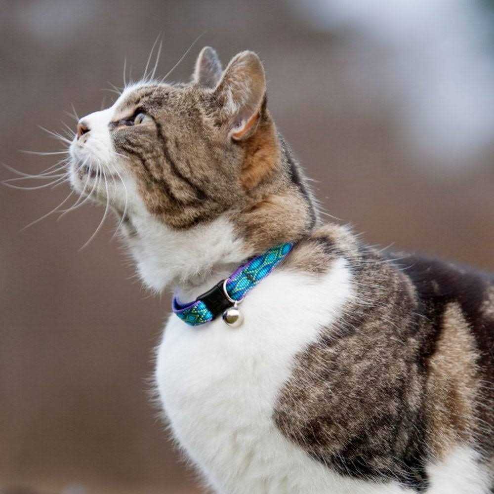 Cat Safety Collar K22284