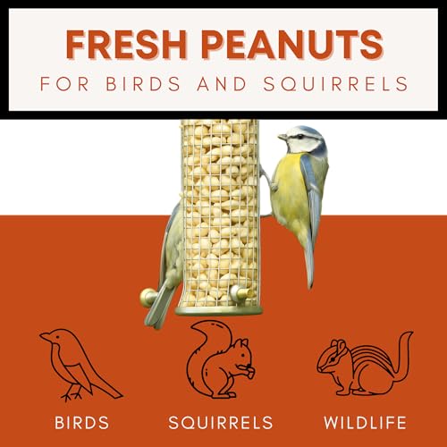 Raw Peanuts for Birds & Squirrels 10lbs W882175