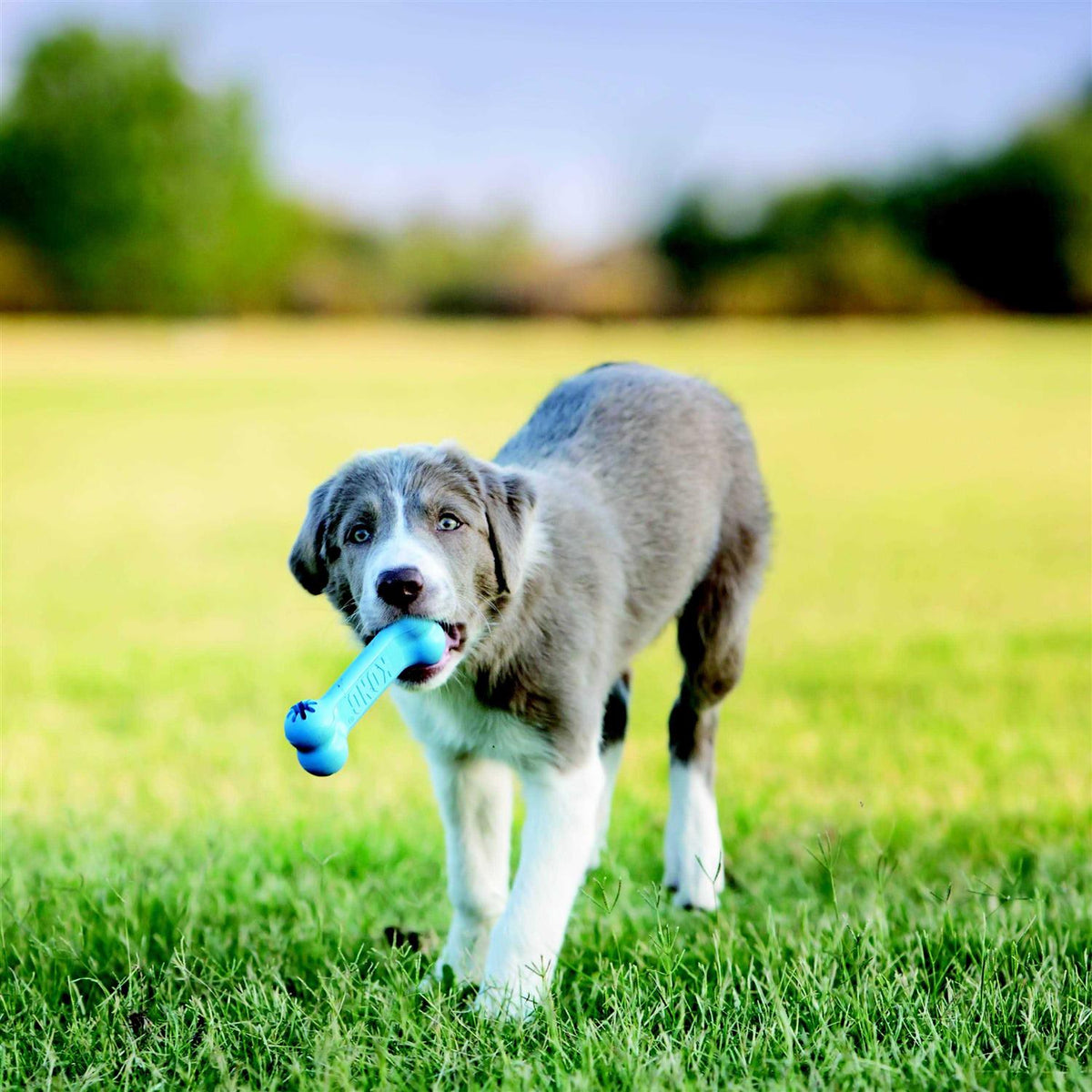 Puppy Toy K80221