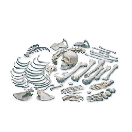 Disarticulated Human Skeleton D962