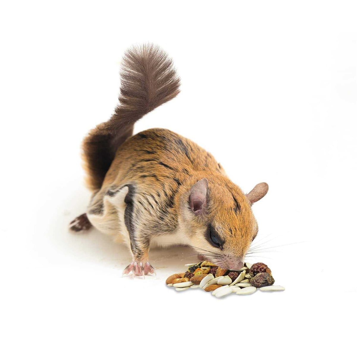 Squirrel Food D504
