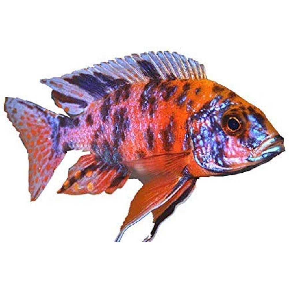 Fish Food for African Cichlids Tetras Tropical Fish E262
