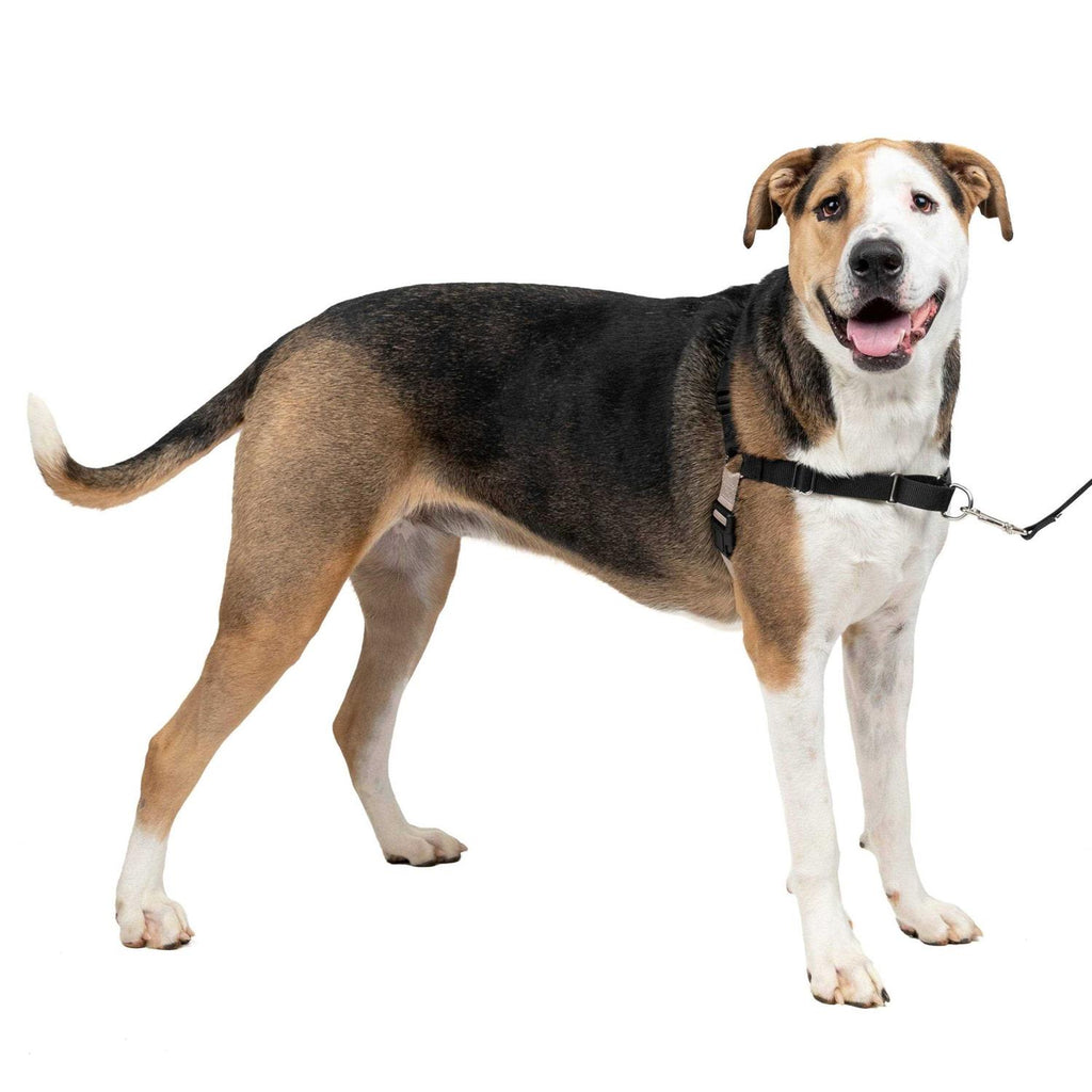 Dog Harness G671455