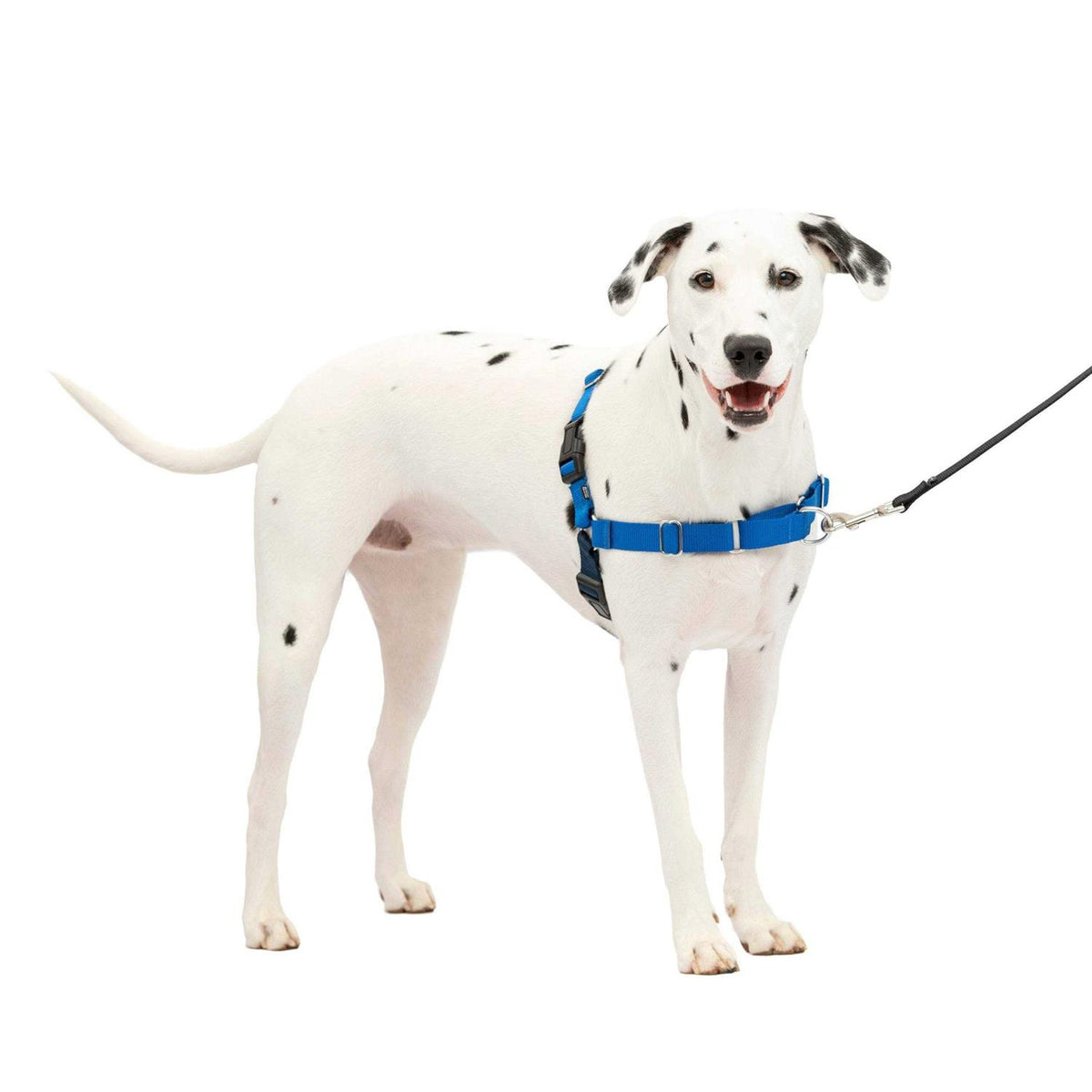 Dog Harness G671455