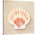 Scallop Shell Photographic Print Canvas 24x22 B735957