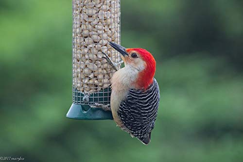 Raw Peanuts for Birds & Squirrels 10lbs W882175