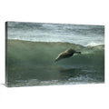 24 x 36 in. Galapagos Sea Lion Art Print N874970