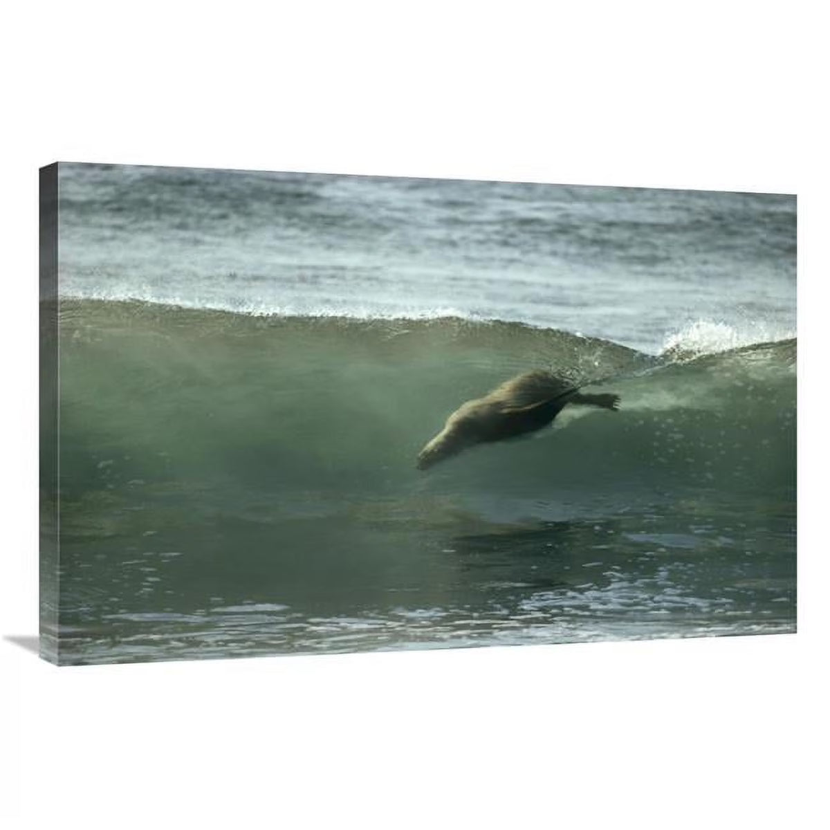 24 x 36 in. Galapagos Sea Lion Art Print N874970