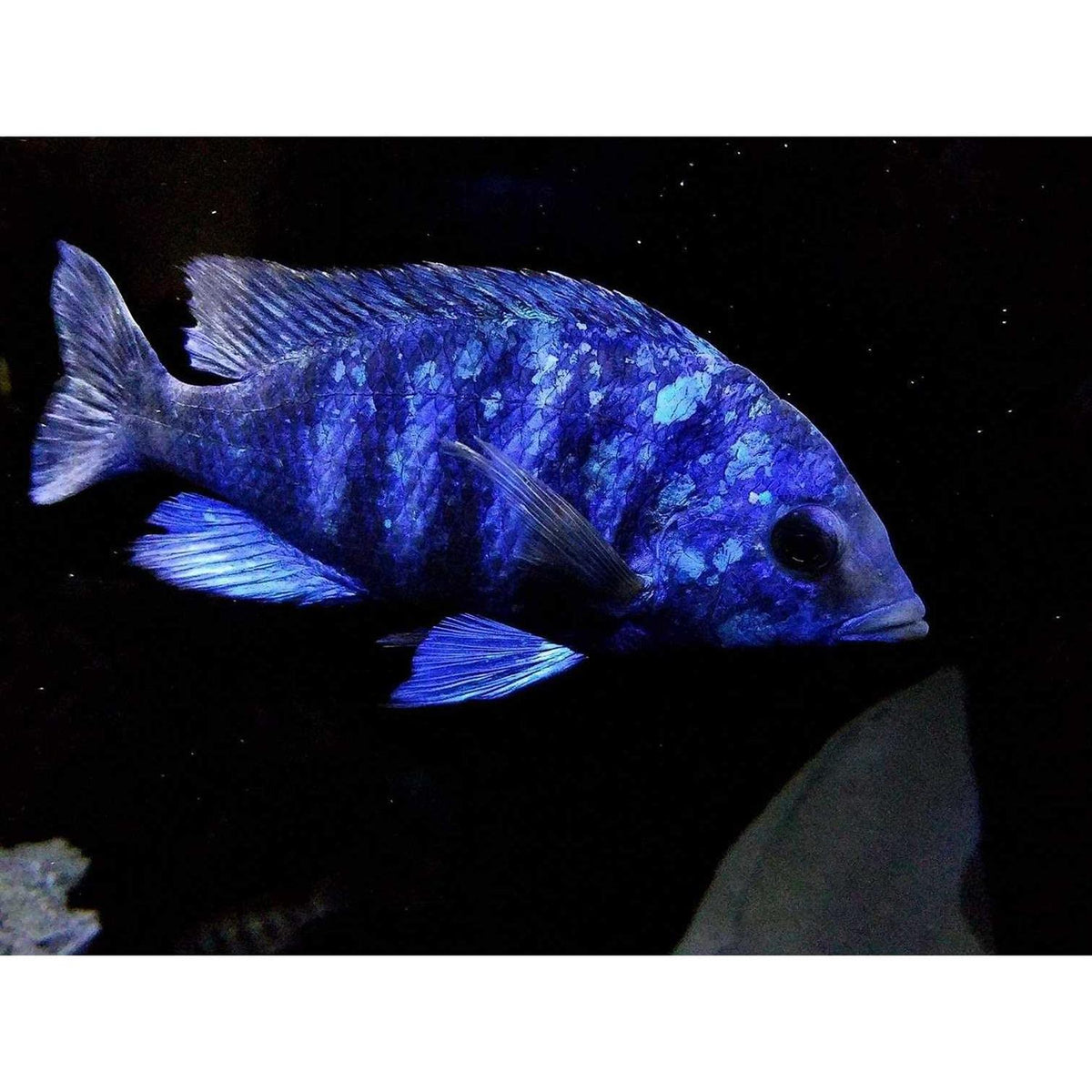 Fish Food for African Cichlids Tetras Tropical Fish E262