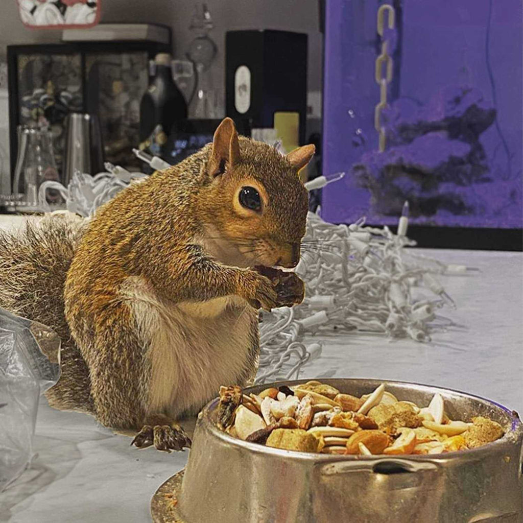 Squirrel Food D504