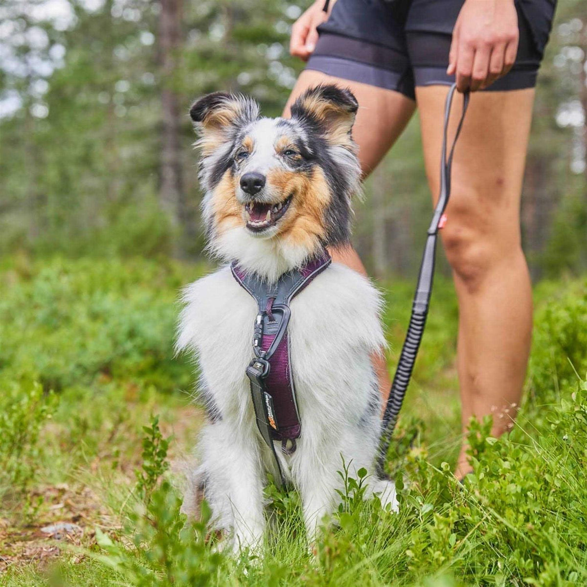 Dog Harness R475